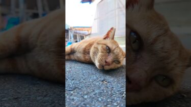 猫島の路地裏には猫がそこらじゅうに落ちている【感動猫動画】