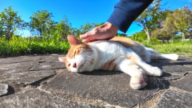 公園の猫ちゃん、池の畔の東屋にトコトコと歩いて行き寝転んでモフられ待【感動猫動画】