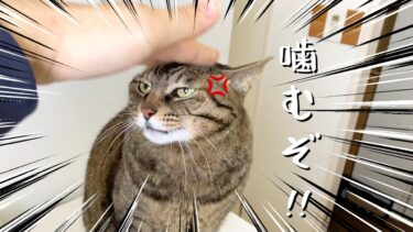 凶暴猫を叱ったら逆ギレされてブチギレられた…【てん動画】