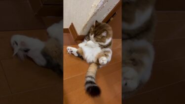 動くんです、このぬいぐるみ【ひのき猫】