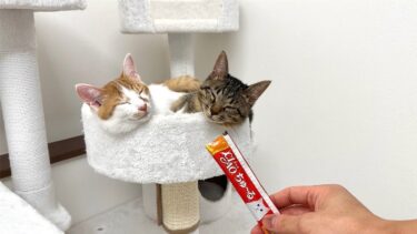 寝てる子猫たちの鼻におやつを近づけてみたら反応がかわいすぎましたw【もちまる日記】