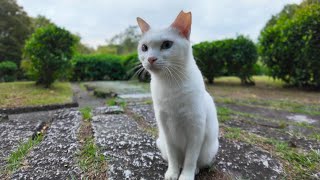 公園の白猫ちゃんカワイイ【感動猫動画】