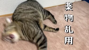 【閲覧注意】薬物乱用した猫の最期…【てん動画】