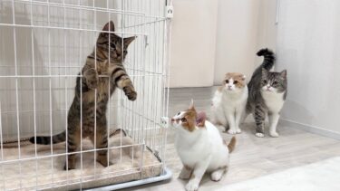 暴れん坊な子猫をケージに入れたら心配した猫たちがこうなっちゃってました…【もちまる日記】