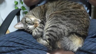 肌寒くなるとパパの膝が恋しくなる猫☆膝の上でガチ寝するガーちゃんアンモニャイト【リキちゃんねる　猫動画】 キジトラ 猫のいる暮らし