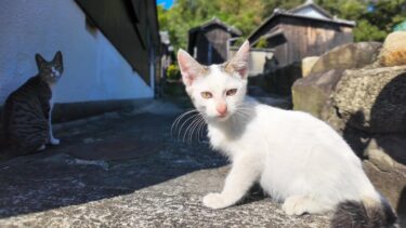 道路脇にいた子猫、近づくと側溝に隠れる【感動猫動画】