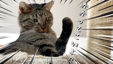 飼い主を挑発するポーズが可愛いすぎる狂暴猫…【てん動画】