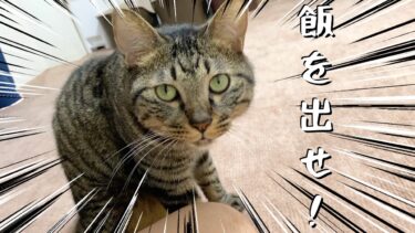 餌をくれない飼い主にブチギレる狂暴猫…【てん動画】