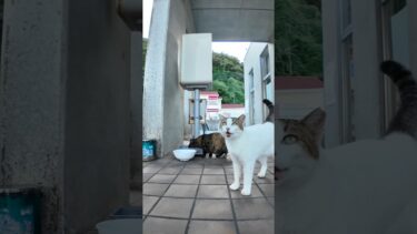 よく喋る猫【感動猫動画】