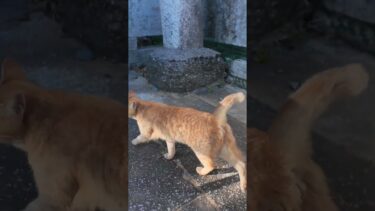 猫島の港近くに神社に猫と一緒に参拝してきた【感動猫動画】