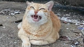 切符売場の受付猫ちゃん、フェリー最終便が出港して休憩中です【感動猫動画】