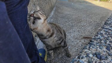 猫島の猫居住区の端にある神社の守り猫、滅多にここまで人が来ないので人を見ると喜んで甘えてくる【感動猫動画】