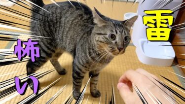 初めて聞くカミナリの音が怖すぎてビビる子猫…【てん動画】