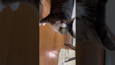 コレは確実にゴロニャンって言うてるなぁ【ひのき猫】