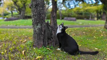 公園のハチワレ猫ちゃん、木に登る【感動猫動画】