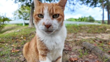 公園で植込みの裏にいた猫をナデナデしてきた【感動猫動画】