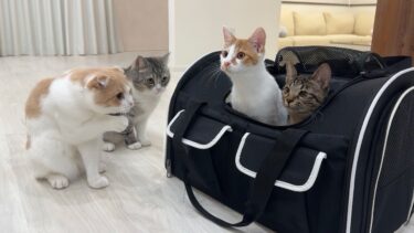 保護してから4ヶ月一緒に過ごした子猫とついにお別れしたら猫たちがこうなっちゃいました…【もちまる日記】