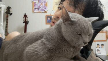 自分で滑って落っこちて転んだくせに怒る猫すずまろ【kokesukepapa】