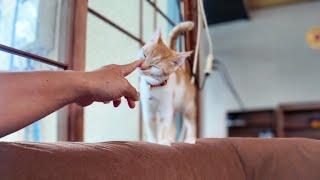 【猫旅館】1階ロビーの寛ぎスペーにはコタツがあり猫カフェどころかもう猫がいる家庭【感動猫動画】