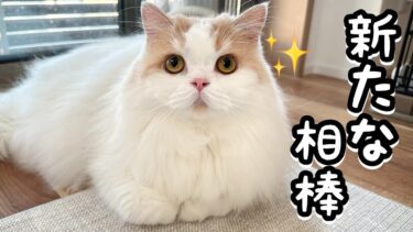 うちに新たな仲間が増えて喜ぶ犬と貫禄を見せつける猫が可愛かったw【猫のレモンちゃんねる】