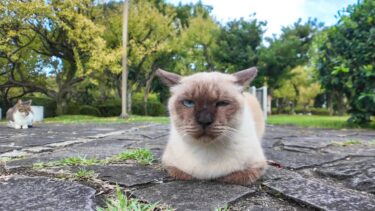 撫でられても無表情な公園の猫【感動猫動画】