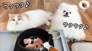 防災訓練しながらBBQしたら猫と犬がめちゃくちゃ楽しそうで可愛すぎました！【Jackery 600 Plus】【猫のレモンちゃんねる】