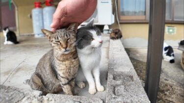 漁港の街で仲良し猫二人組に出会った【感動猫動画】