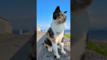 猫島の防波堤にいた三毛猫がかわい過ぎた【感動猫動画】