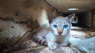 側溝の下に潜る子猫【感動猫動画】