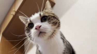 [ズボンをパリパリするな」と言われてもパリパリしたい猫【ひのき猫】