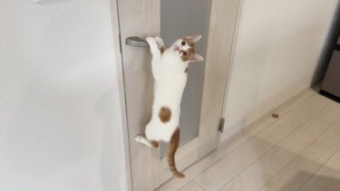 扉にチャイルドロックをつけられてイタズラできなくなった子猫がこうなっちゃってました…w【もちまる日記】