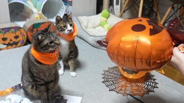 猫と一緒のハロウィン準備はヒヤヒヤ☆アルミバルーンにビビるガーちゃんゴマちゃん　【リキちゃんねる　猫動画】 キジトラ 猫のいる暮らし