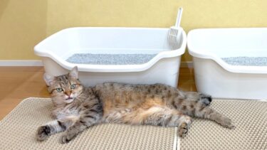 猫がトイレを占拠していて困ってます…【ポムさんとしまちゃん / ねこべや】