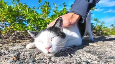 防波堤の上に寝ていた猫、起きてモフられにきた【感動猫動画】