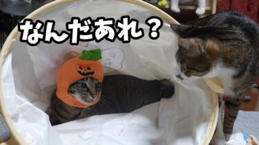 ハロウィンも近いのでコスプレの準備をする猫　【リキちゃんねる　猫動画】 キジトラ 猫のいる暮らし