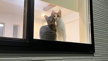 実家から帰ろうとしたら子猫たちが寂しくてリビングの窓でこうなっちゃってました…【もちまる日記】