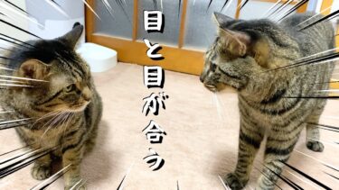 先輩猫と後輩猫の目が合った瞬間…【てん動画】