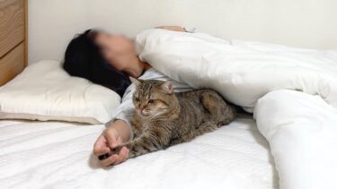 猫よりも先に寝たらダメな理由がこちら…！【ポムさんとしまちゃん / ねこべや】