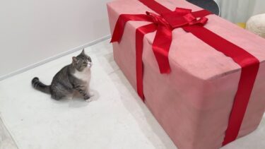 5歳の誕生日を迎えた猫にプレゼントを渡したらリアクションが100点すぎました…笑【もちまる日記】