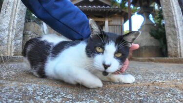 縄張り外の神社に来たので慎重に上がってくるハチワレ猫【感動猫動画】