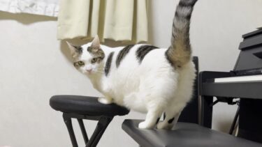 6年前の未公開シーン、生まれた直後の関節が丸かった子猫豆大福【ひのき猫】