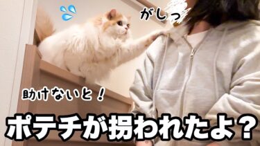 犬が知らない人にさらわれたと勘違いした猫が一生懸命訴えてきて涙【猫のレモンちゃんねる】