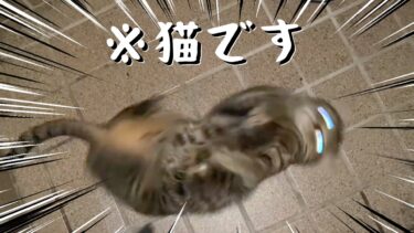 飼い主の帰宅が嬉しすぎて奇妙なダンスをする猫ww【てん動画】