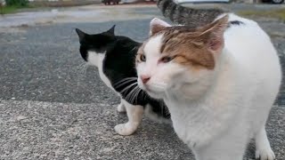 夕方の港であった猫がかわい過ぎる【感動猫動画】