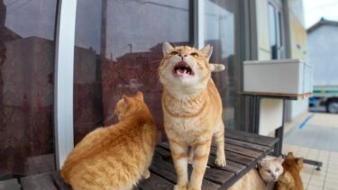 軒下で雨宿りしていた猫ちゃんがゴロゴロ甘えてきてカワイイ【感動猫動画】