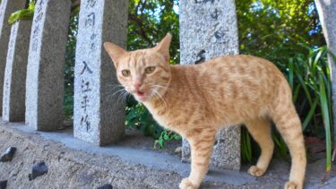 神社の参道にいた茶トラ猫ちゃんがカワイイ【感動猫動画】