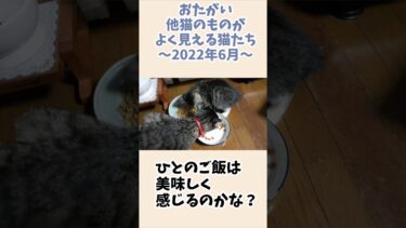 お互い他の猫のものがよく見える猫たち☆子猫のご飯を食べるお兄ちゃん猫と大粒のカリカリでおとな気分な子猫 ～2022年6月～ 【リキちゃんねる　猫動画】 キジトラ 猫のいる暮らし