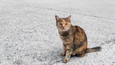 猫島で防波堤に座ると猫が隣に座ってきた【感動猫動画】