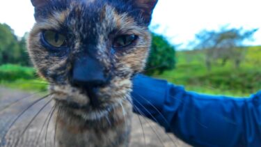 公園の遊歩道で出会ったサビ猫ちゃん、椅子に座るとテーブルの上に乗ってきた【感動猫動画】