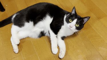 保護猫から家猫になってもう7年も経ちます【ひのき猫】